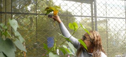 Imagen de Estudiantes de Santa Elena crean mariposario tecnológico