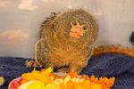 Imagen de Llega a Medellín un tití pigmeo, primate amazónico vulnerable